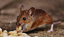 24 Hour & Emergency Exterminators in Towncrest Vlg, PA